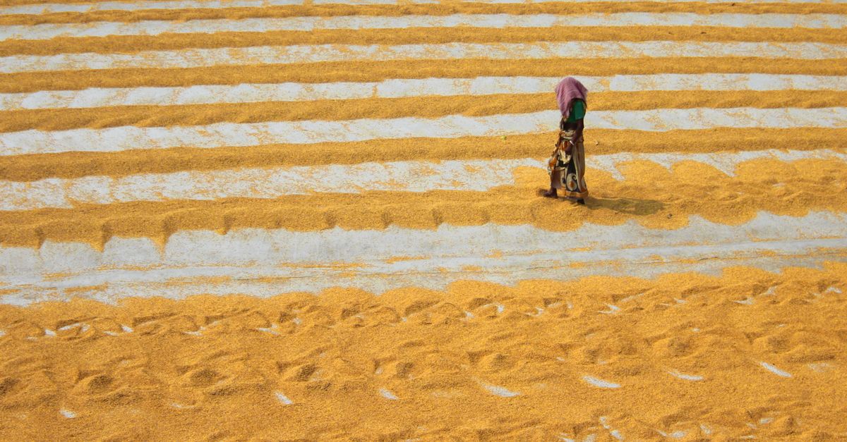 Drying Rice Fields Air Drying Rice · Free Stock Photo