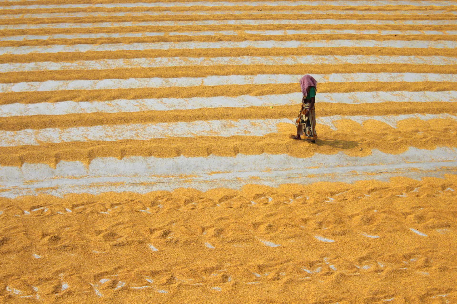 Aerial view of rice drying outdoors in Habra, India with a person working.