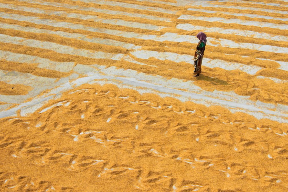 Drying Rice Fields Woman in Field of Air Drying Rice · Free Stock Photo