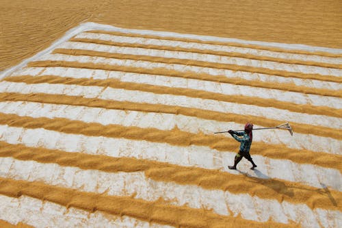 Man Working in a Rice Field 