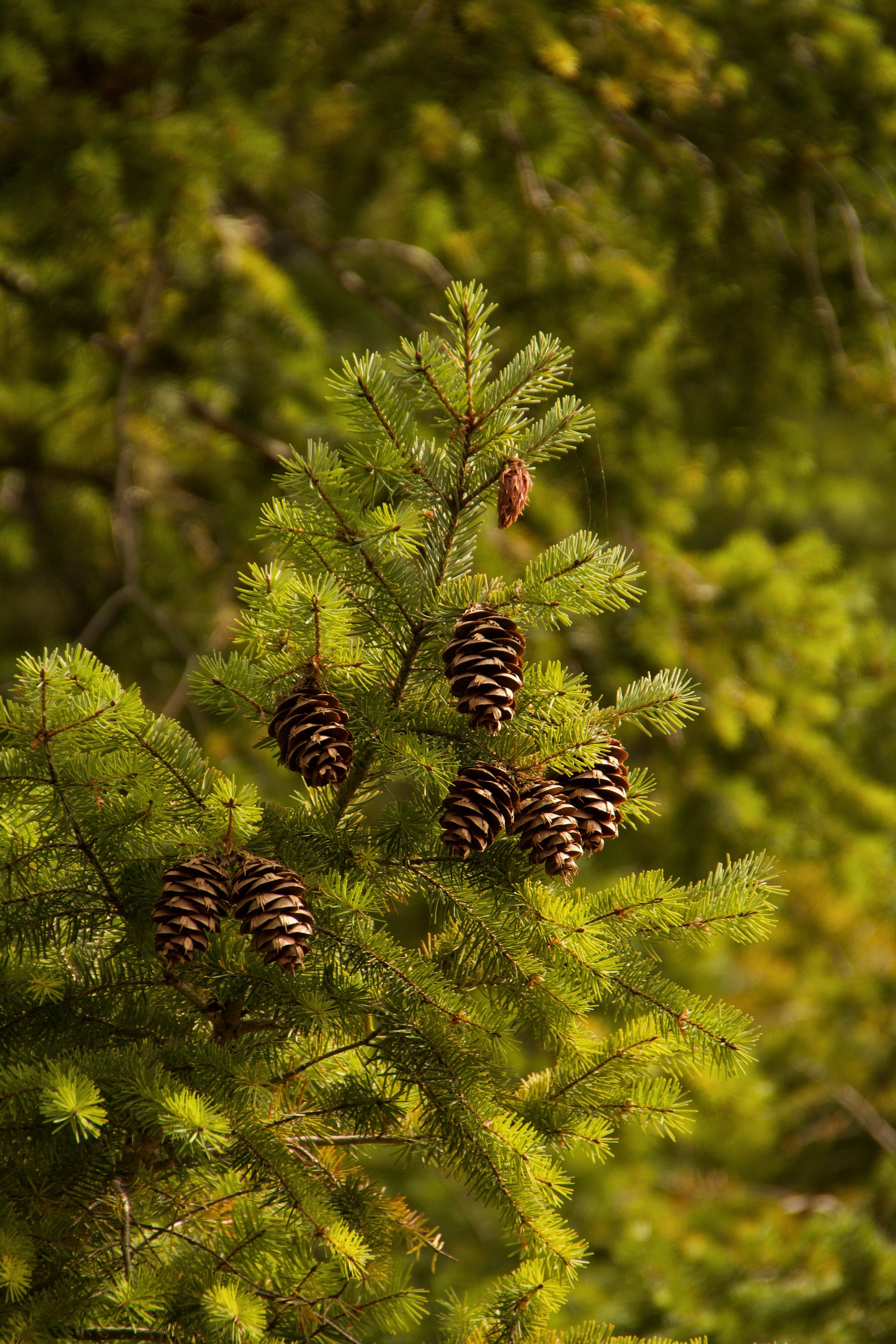 Close-up of a green evergreen branch adorned with pine cones in a natural setting.