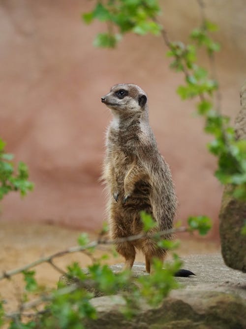 Kostenloses Stock Foto zu alarmiert, aufrecht, erdmännchen