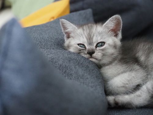 Free Close-up of a cute kitten lying comfortably on a soft blue cushion indoors. Stock Photo