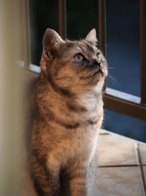 Kostenloses Stock Foto zu britisch kurzhaar, Cat, hauskatzen