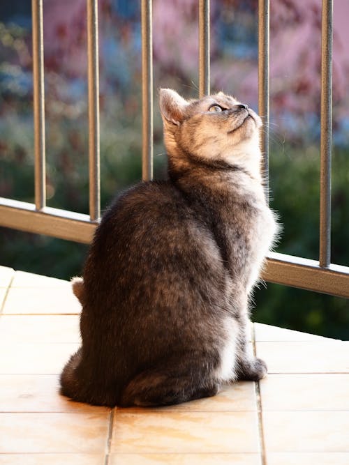 Kostenloses Stock Foto zu britisch kurzhaar, Cat, hauskatzen