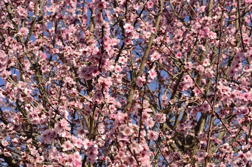 Branches of a Flowering Cherry Tree