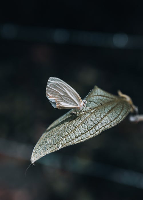 Foto profissional grátis de borboleta, fechar-se, folha