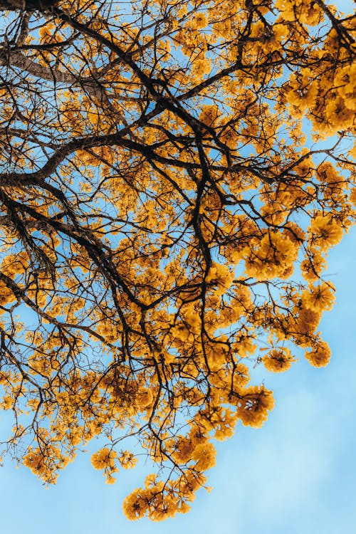 A Tree in Autumn