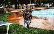 阳光明媚的日子里，一只顽皮的拉布拉多犬在池边玩水嬉戏