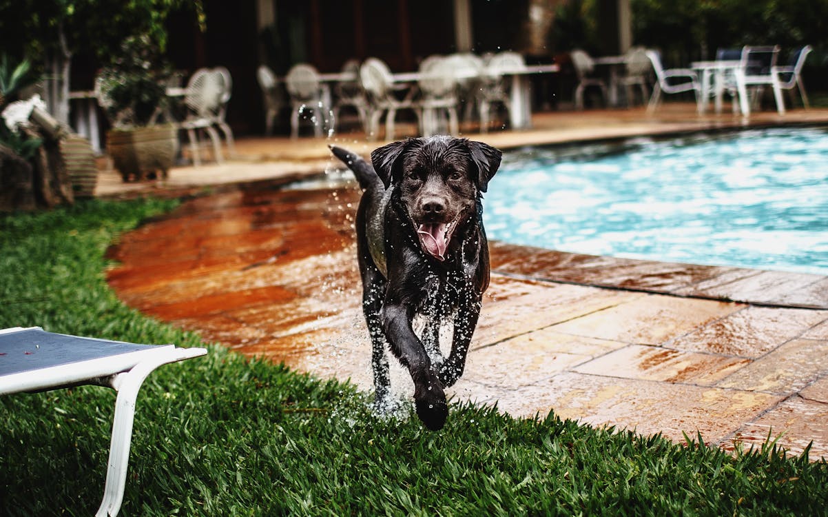 Wet Black Dog Sticking Tongue Out Beside Swimming Pool