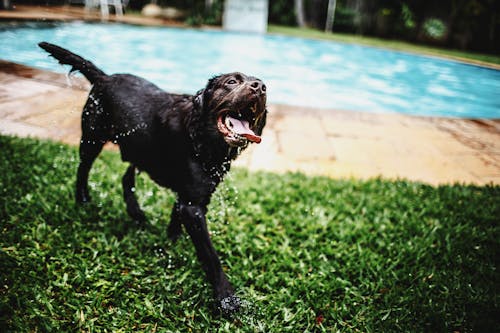 プールの近くの緑の草を踏む短いコーティングされた黒い犬