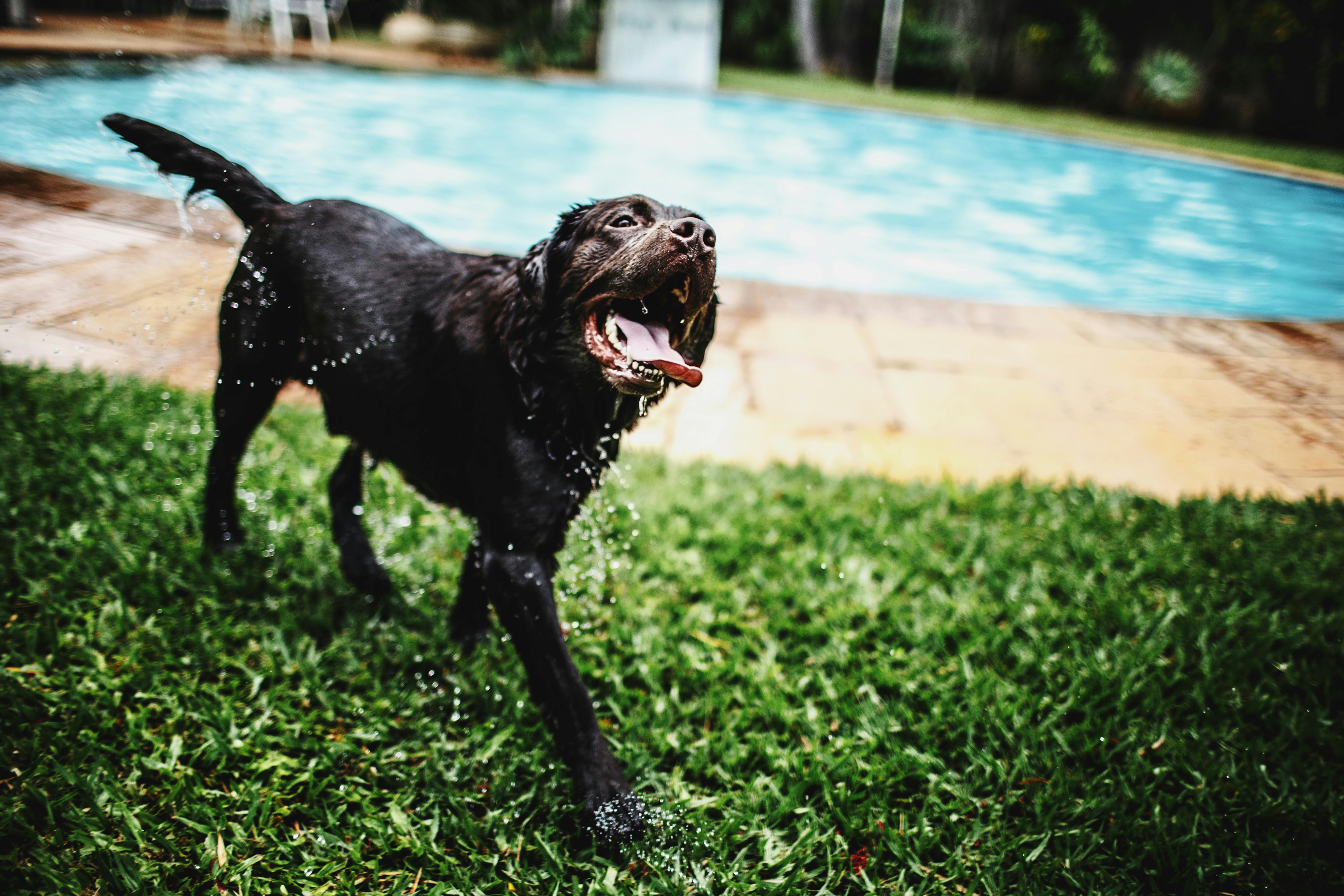 Short Coated Black Dog Stepping On Green Grass Near Pool