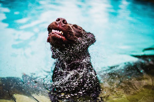 Free Short-coated Black Dog On Pool Stock Photo
