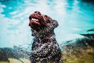 拉布拉多猎犬在游泳池中甩水的激动镜头