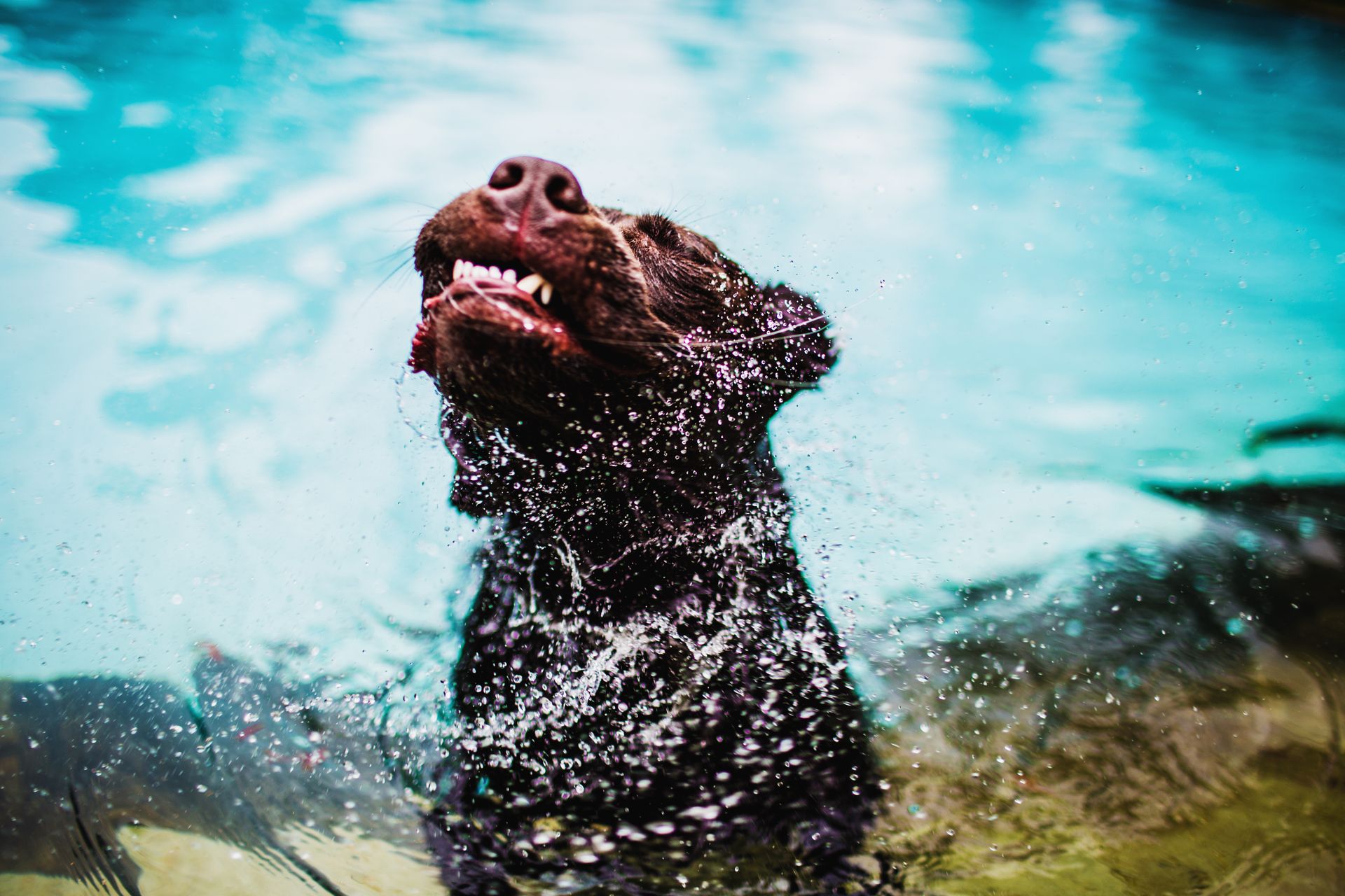 Short-coated Black Dog On Pool