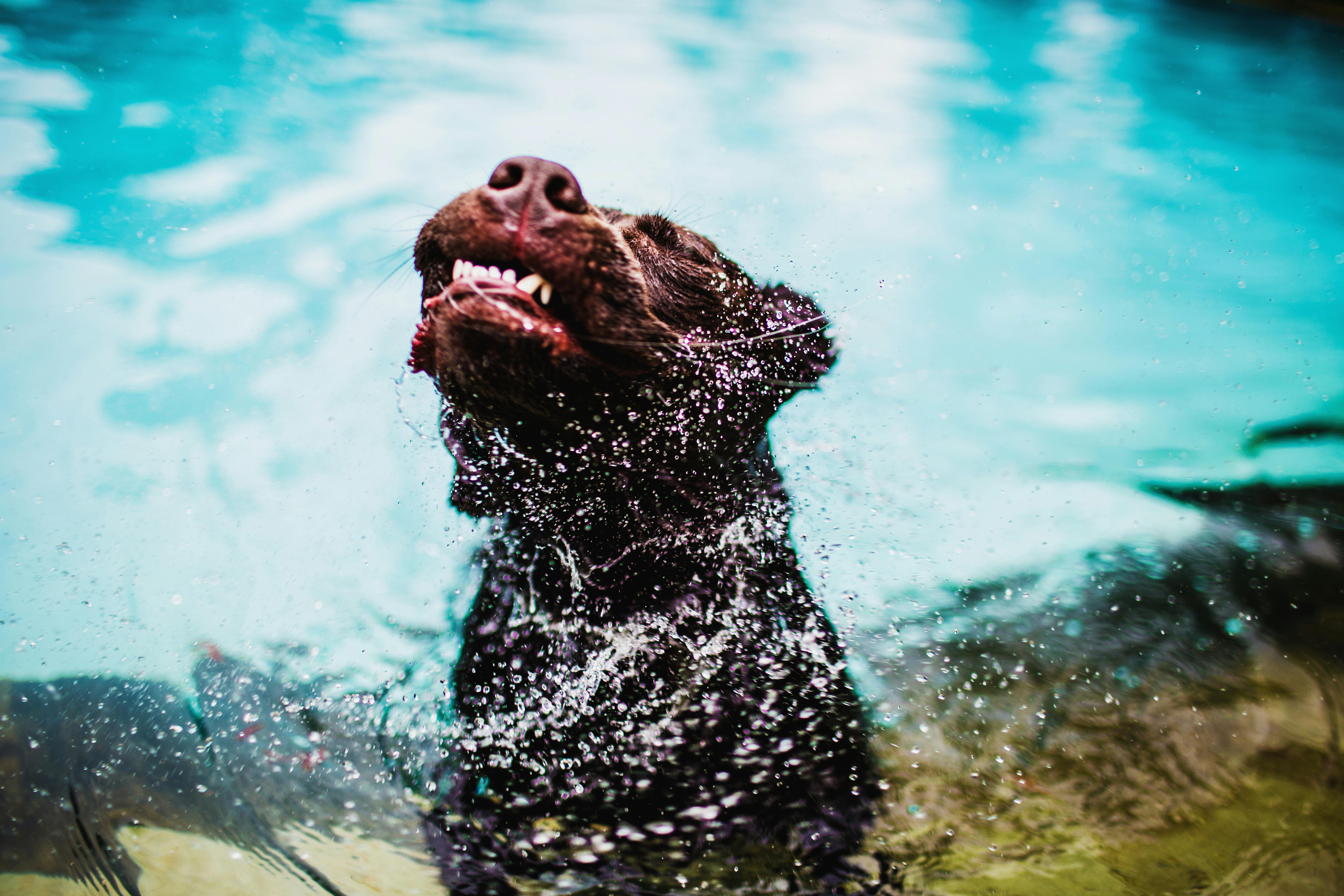 Short-coated Black Dog On Pool