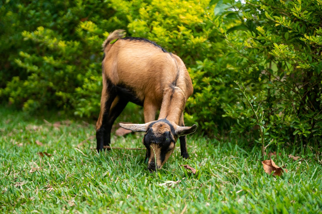 Goat Kid on Grass