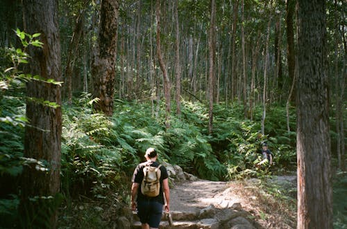 People on Footpath through Forest