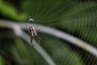 Detailed close-up of a spider on its web against a lush green background, showcasing nature's intricate design.