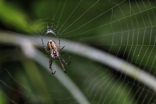 Detailed close-up of a spider on its web against a lush green background, showcasing nature's intricate design.
