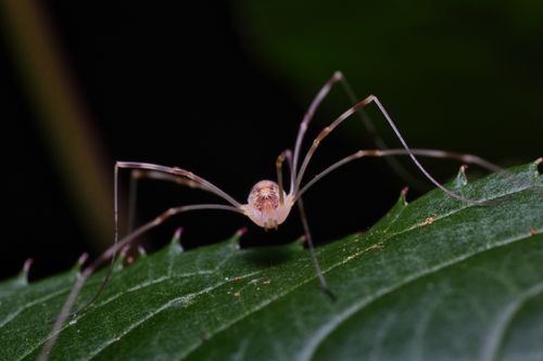 Free Close-up of a spider perched on a vibrant green leaf, showcasing its delicate legs and intricate details. Stock Photo