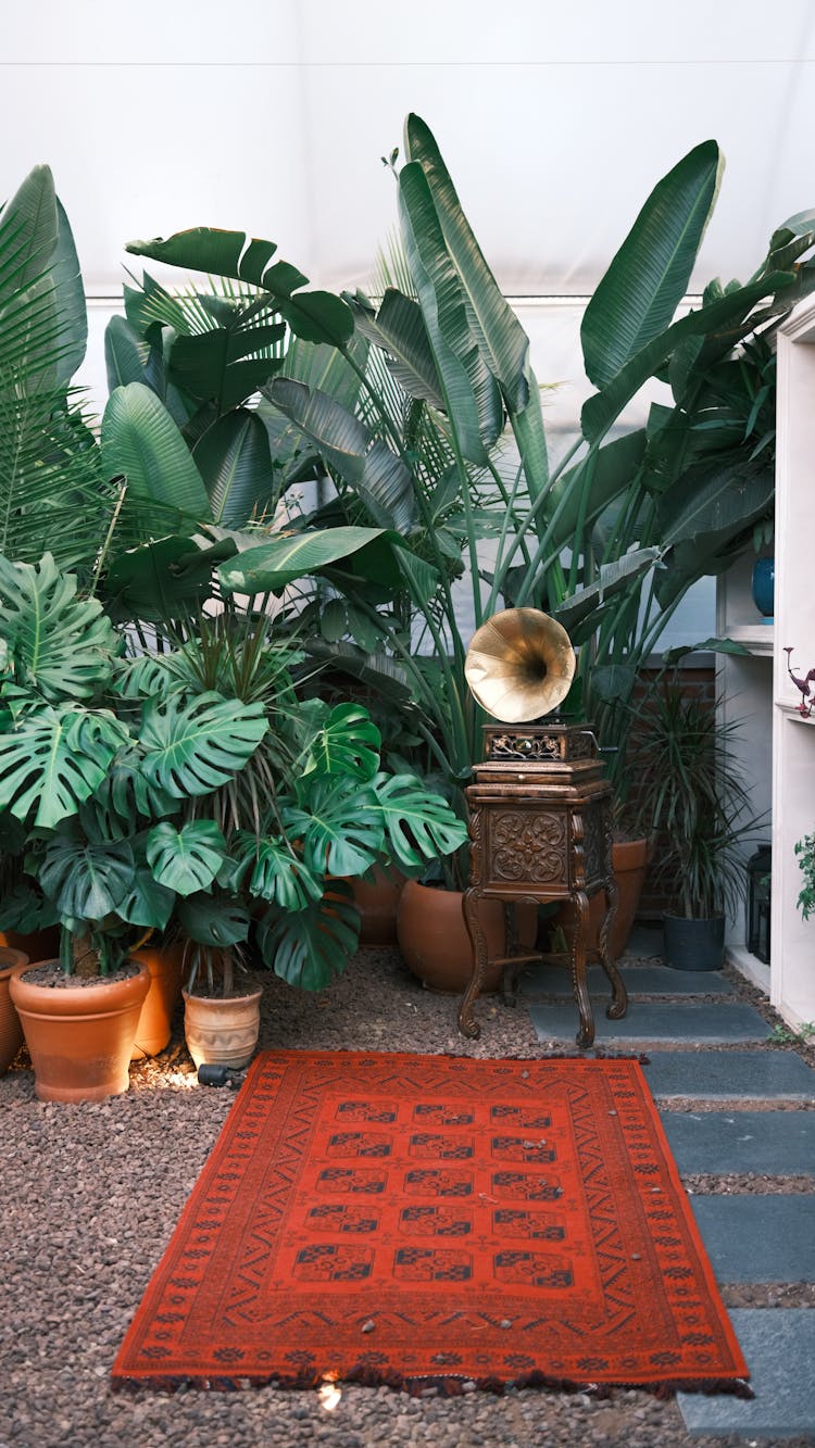 Carpet, Gramophone And Plants