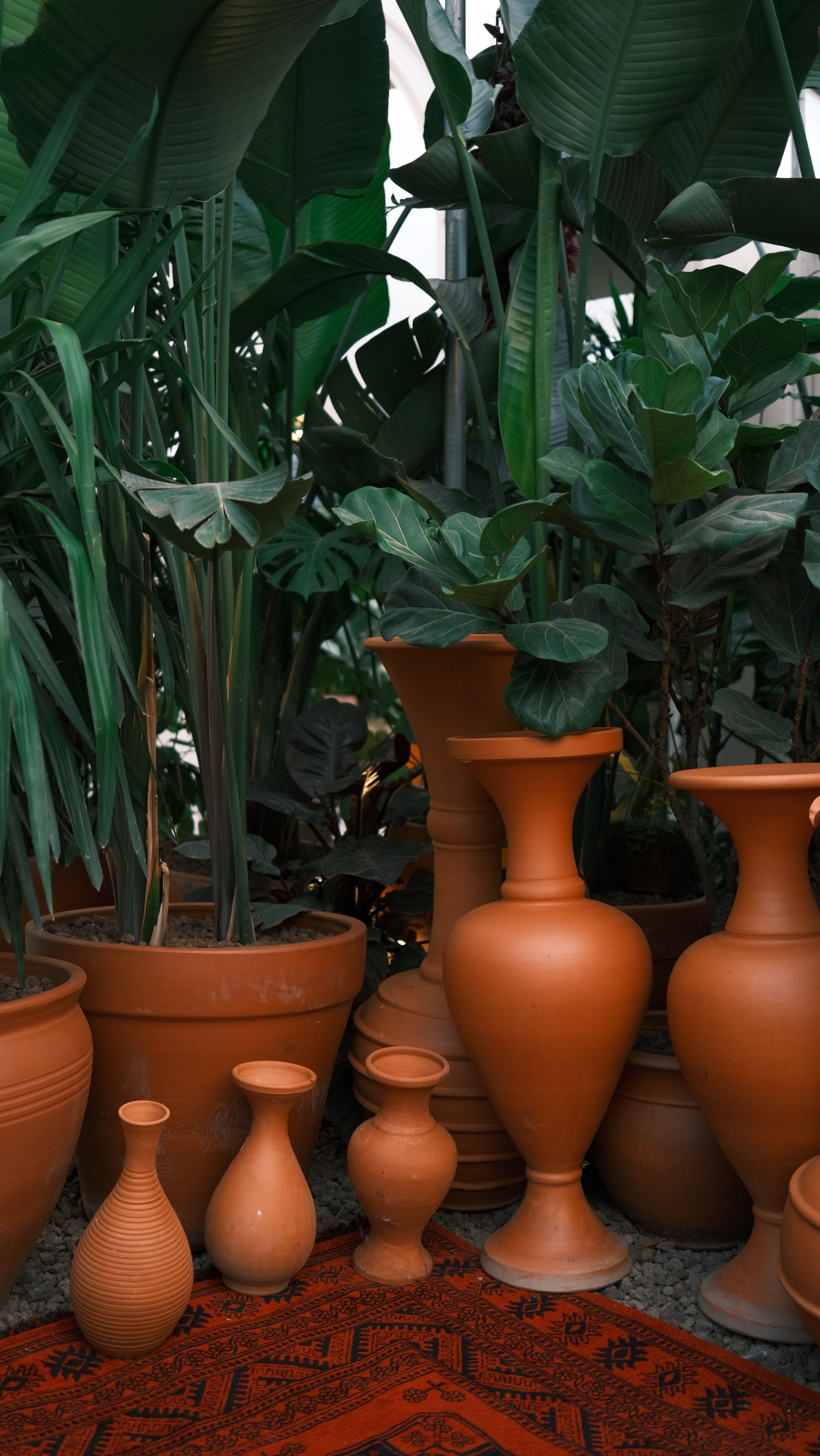 Vasi in terracotta allineati con piante