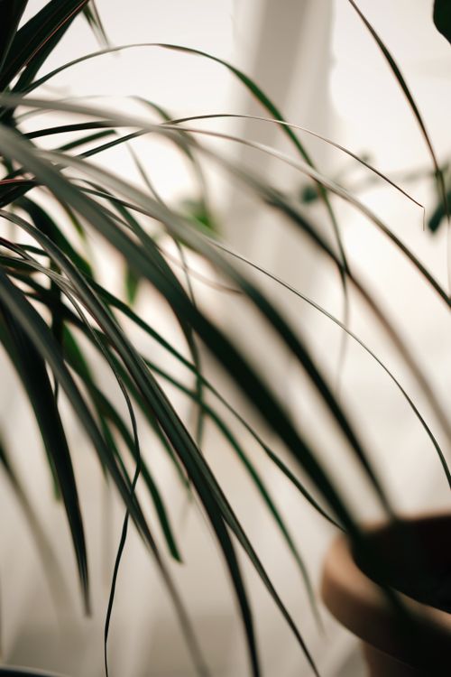 Free Elegant indoor plant in soft lighting, showcasing minimalist decor style. Stock Photo