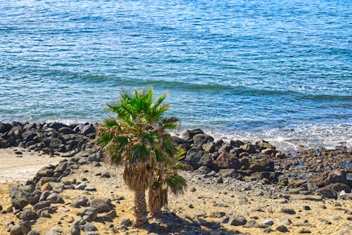 Palm Trees Growing on a Beach 