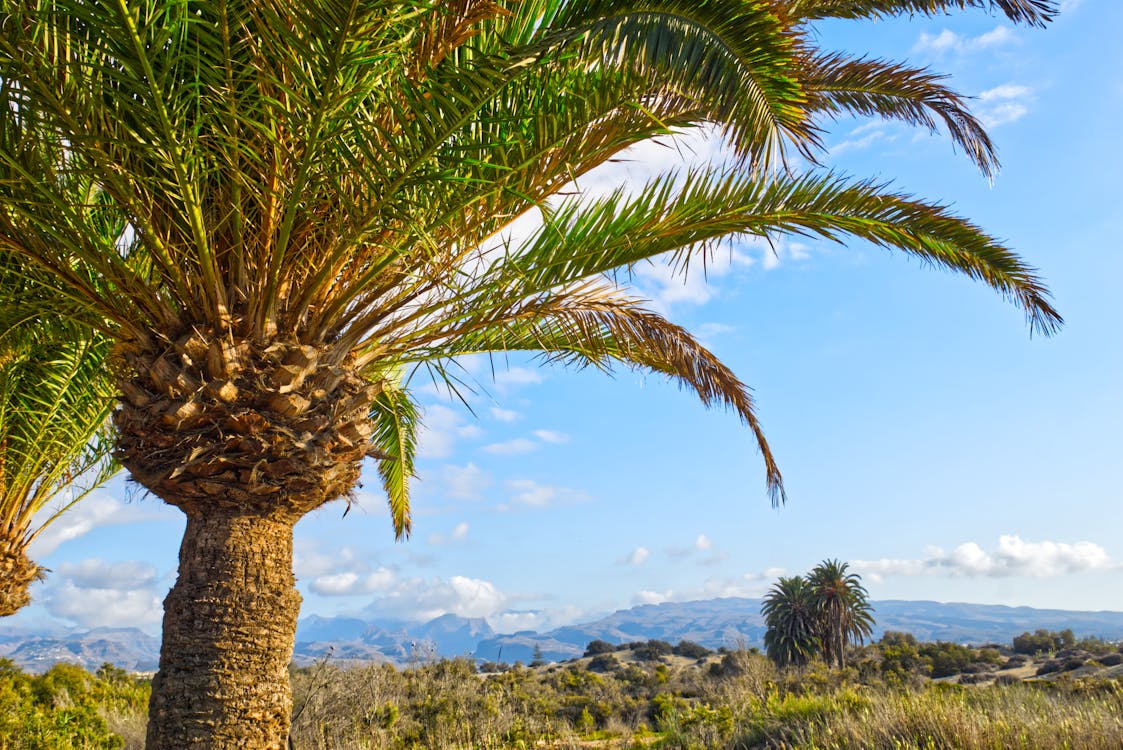 Darmowe zdjęcie z galerii z błękitne niebo, krajobraz, palma