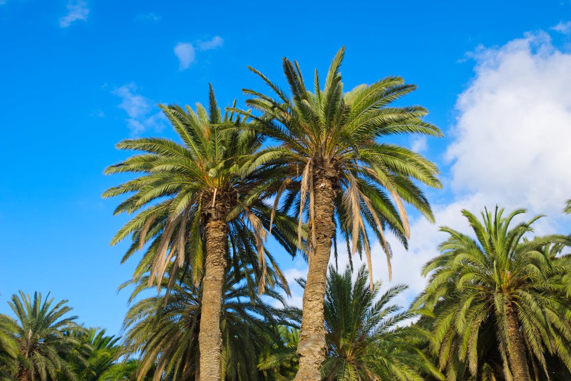 夏天, 天性, 棕櫚樹 的 免费素材图片