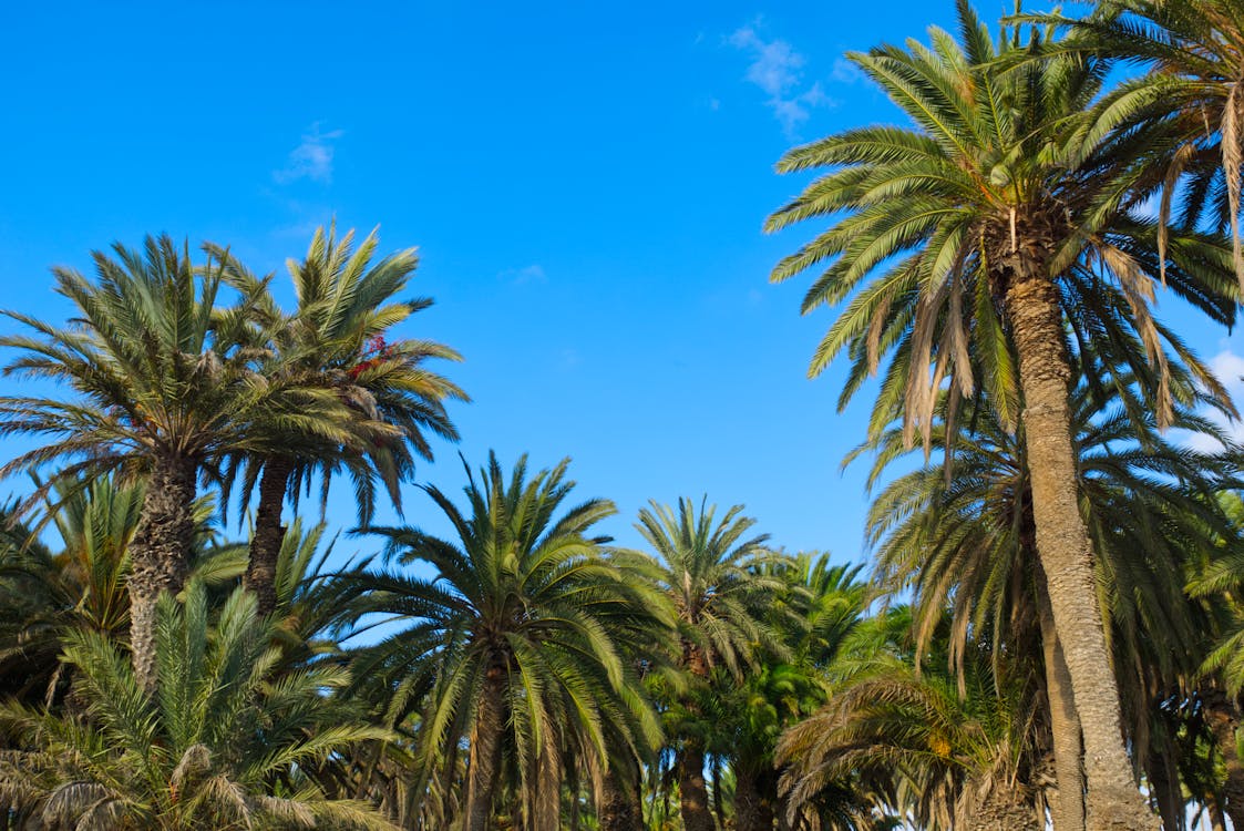 gran canaria, Mavi gökyüzü, palmiyeler içeren Ücretsiz stok fotoğraf