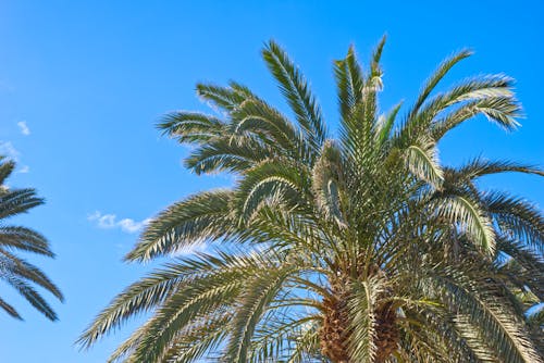 Kostenloses Stock Foto zu blauer himmel, gran canaria, palme