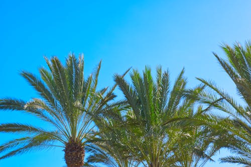 Photos gratuites de ciel bleu, gran canaria, palmiers