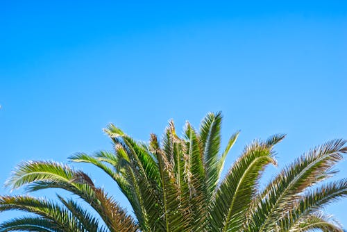 Gratis arkivbilde med blå himmel, gran canaria, palme