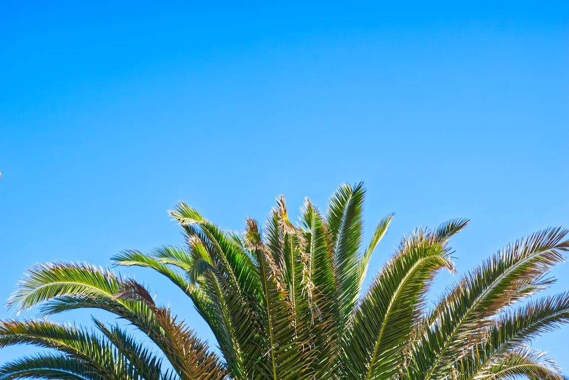 Základová fotografie zdarma na téma gran kanaria, modrá obloha, palma