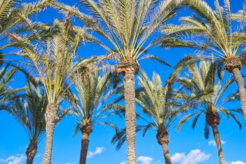 Sunlit Palm Trees