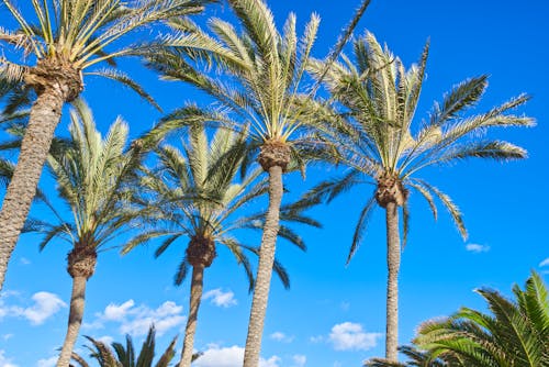 Immagine gratuita di cielo azzurro, gran canaria, palme