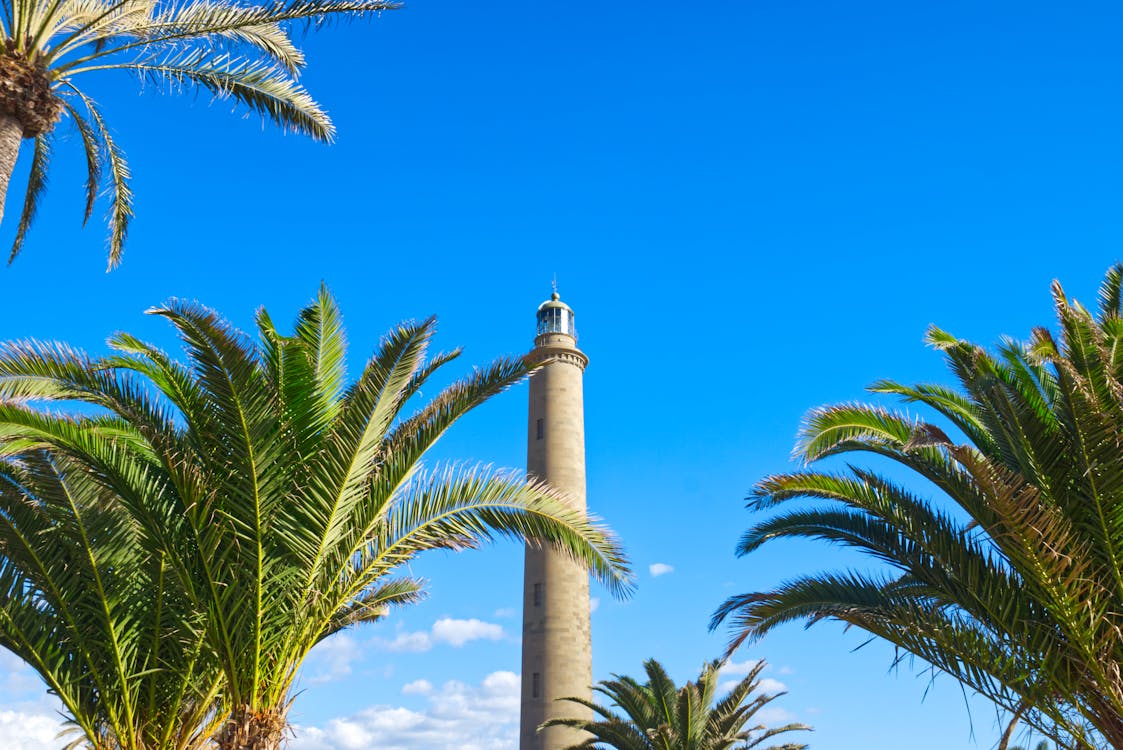Photos gratuites de ciel bleu, gran canaria, palmiers