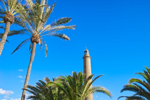 Gratis stockfoto met blauwe lucht, gran canaria, palmbomen