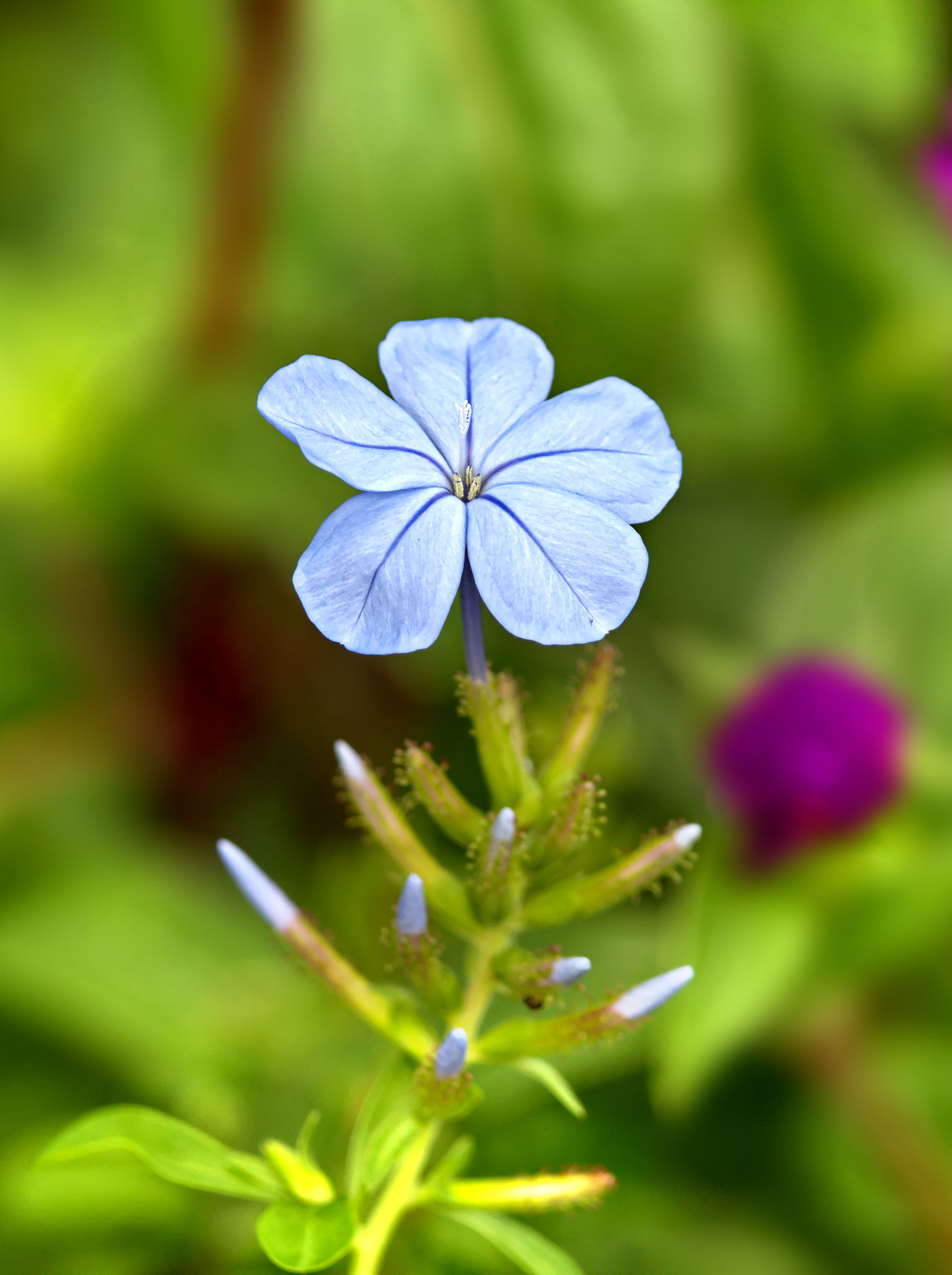 Macro shot of a blue Plumbago auriculata flower with a vibrant green blurred background.
