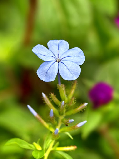 White Flower in Nature