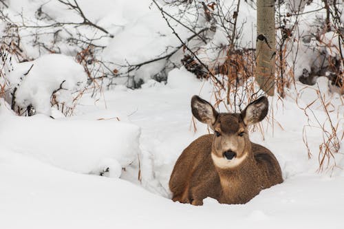 Deer Lying Down in Snow