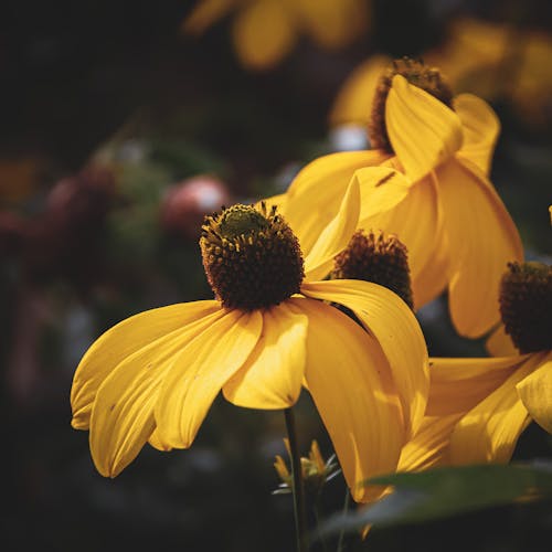 Cutleaf Coneflower