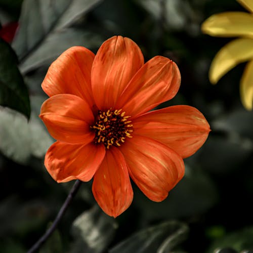 Dahlia 