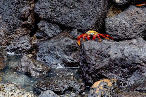 Gratis stockfoto met beest, dieren in het wild, krab