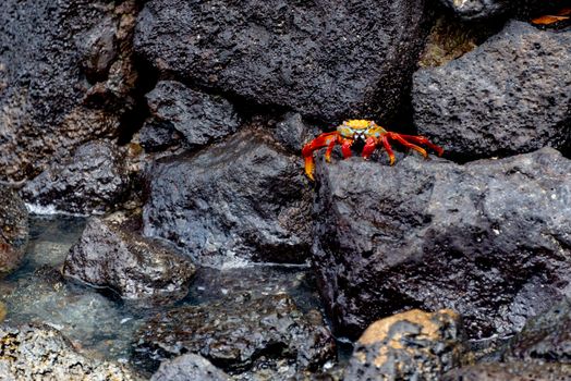 Vibrant red crab perched on wet volcanic rocks by the sea, showcasing marine wildlife.