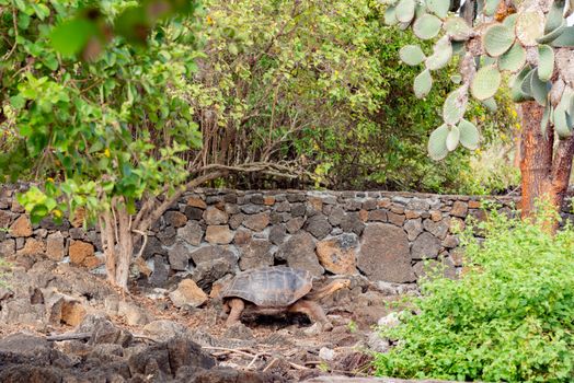 Las Grietas lava canyon swim — Galápagos