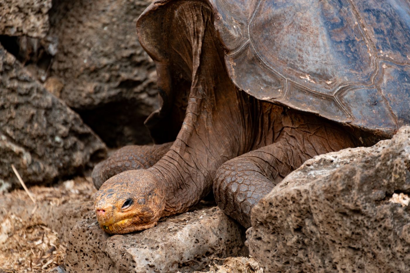 A Galápagos giant tortoise resting among rocks