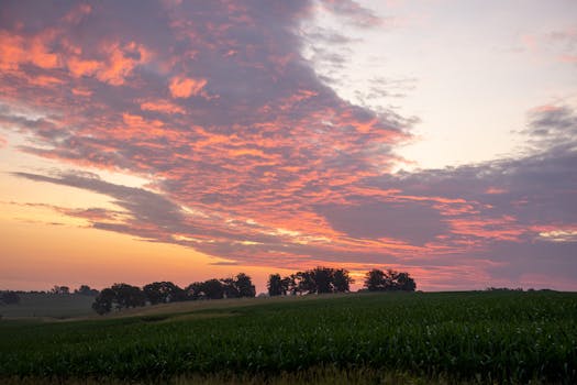 Beautiful summer sunrise over fields in Plainview, MN with vibrant skies and lush greenery.